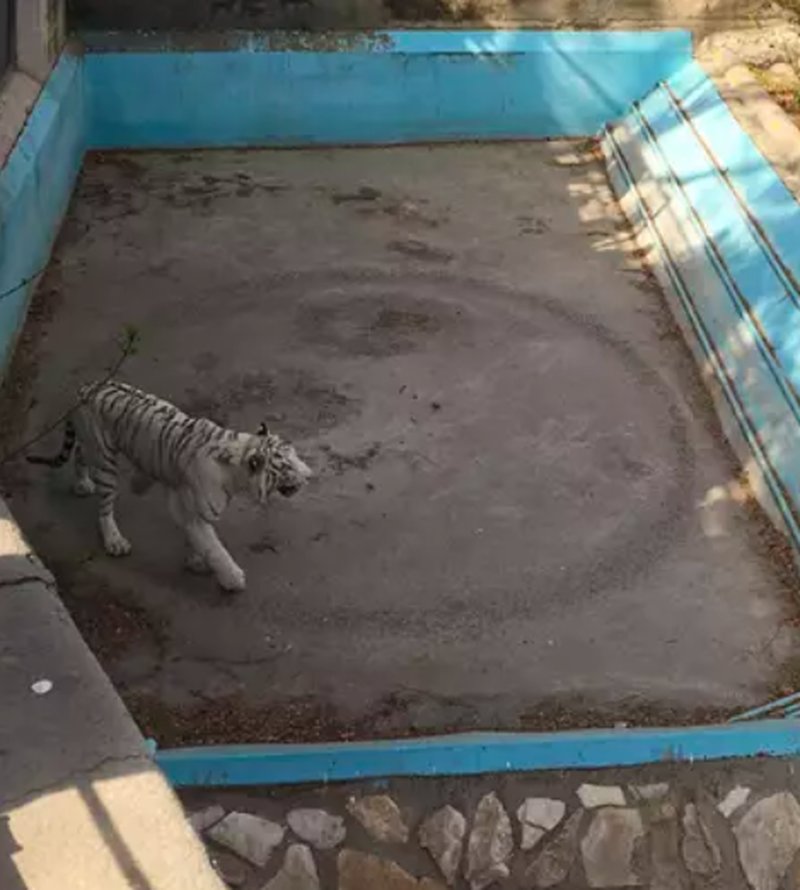 Cirkeln som tigern gått runt i. Foto: Asia Wire Cirkeln som tigern gått runt i. Foto: Asia Wire